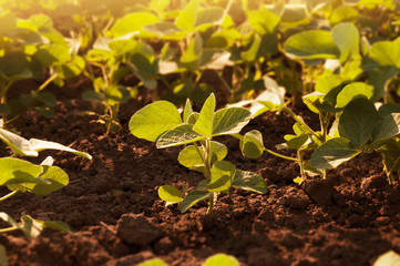 A field of young soybean shoots. Soybean plant growing on an agricultural plantation in the sun. Selective focus.