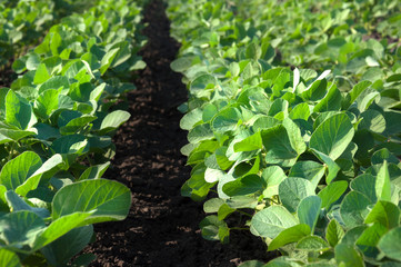 A field of young soybean shoots. Rows of soy plants growing on an agricultural plantation. Selective focus.
