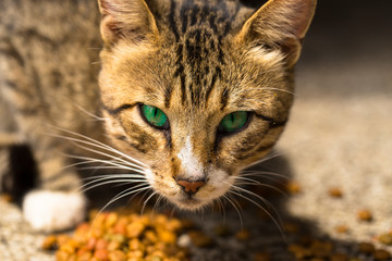 A cat with green eyes eats dry food. Predator's eyes. Portrait of the beast.