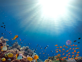 Coral Reef and Tropical Fish in Sunlight