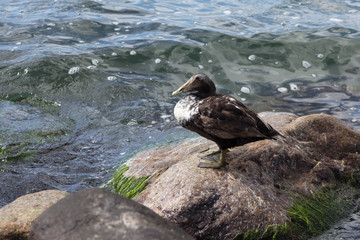 Eiderente an der Ostsee