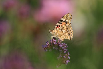 The Painted Lady is sitting on the blue flower. Colorful butterfly in the nature. Vanessa cardui