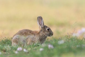Naklejka na ściany i meble Young European rabbit in the nature habitat. Oryctolagus cuniculus. Wildlife scene from nature. Portrait of a European rabbit.
