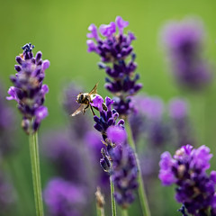 bee in the midst of lavender