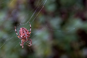european garden spider in the web