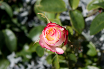 Pink rose on a background of blurred green