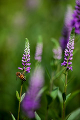 bee in the midst of purple flowers