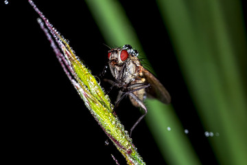 close up of a fly with dew drops