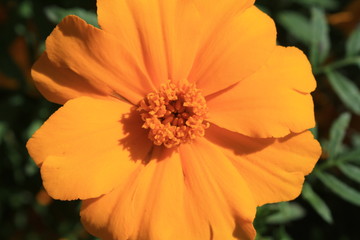 Background, bright yellow flower, macro