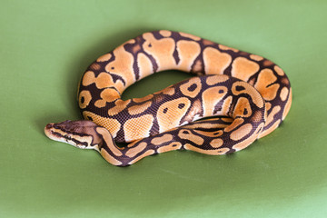 Fototapeta premium Young royal python on a green pillow