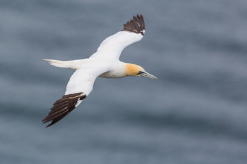 isolated gannet (morus bassanus) in flight over sea