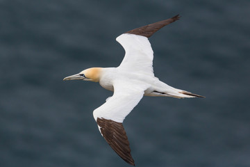 isolated gannet (morus bassanus) flying over blue sea