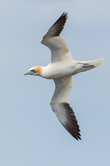 close-up of gannet (morus bassanus) in flight, spread wings