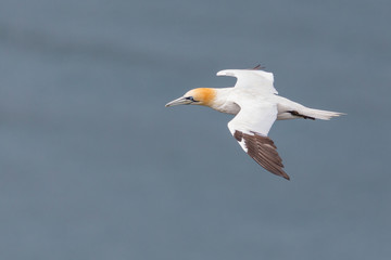Fototapeta na wymiar detailed view on gannet (morus bassanus) flying over sea