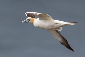 close-up side view portrait gannet (morus bassanus) in flight