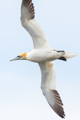 close-up portrait gannet (morus bassanus) in flight
