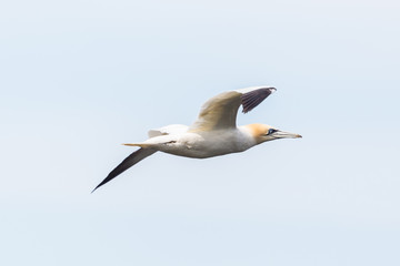 Fototapeta na wymiar side view of gannet (morus bassanus) in flight, spread wings