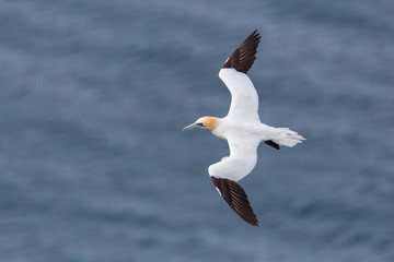 detailed portrait of flying gannet (morus bassanus), sea