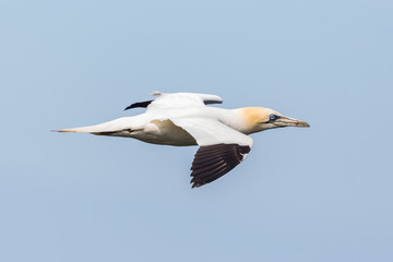 Fototapeta na wymiar close side view flying gannet (morus bassanus), spread wings