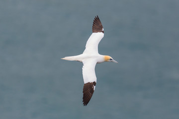 Fototapeta na wymiar closeup gannet (morus bassanus) flying over sea