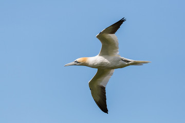 Fototapeta na wymiar close-up gannet (morus bassanus) in flight, blue sky
