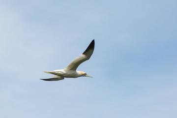 flying gannet (morus bassanus) in flight, spread wings