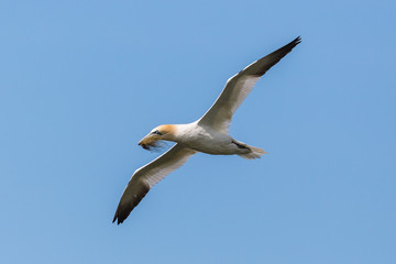 gannet (morus bassanus) in flight with nesting material in beak