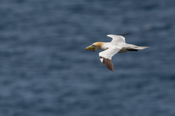 Fototapeta na wymiar gannet (morus bassanus) in flight with nesting material in beak