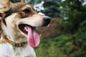 Porteret of a red-white dog with an exposed tongue.