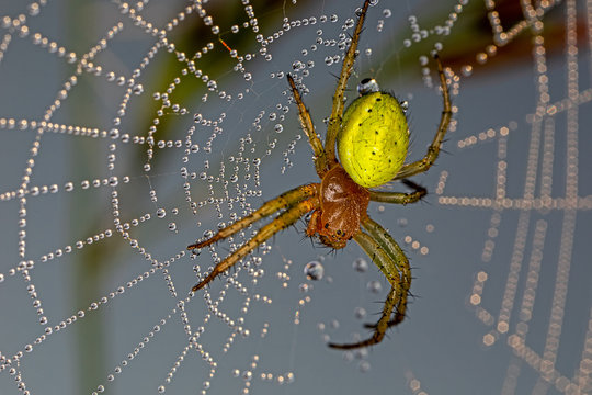 cucumber green spider in net threads covered with dew drops