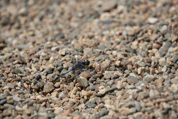 Gray pebble background with dragonfly
