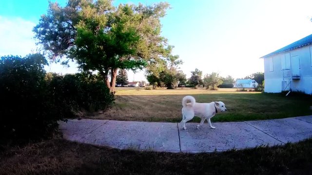 SLOW MOTION - Husky dog being taken for a walk in a field in a country small town near a white building without a leach.