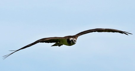 Osprej attack