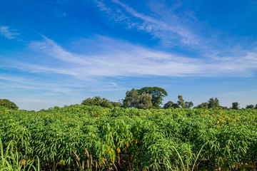 Obraz premium Cassava field plantation farm