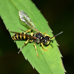 Schwebfliege, Syrphidae, Wespenschwebfliege, Fiege, Insekt, Makro, Tier, Natur, Blatt