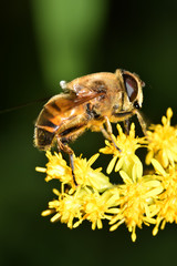 Schwebfliege, Syrphidae, Fliege, Bienenschwebfliege, Brachypalpus valgus, Biene, Insekt, Tier, Natur, Makro