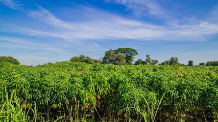 Fototapeta na wymiar Cassava plantation