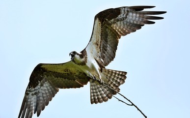 Osprey