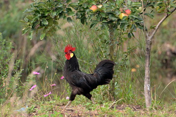 France, Aquitaine, le Teich, coq noir dans un cadre champêtre. © Arthur R.
