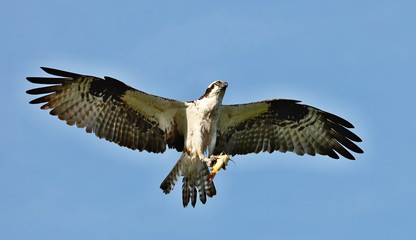 Osprey