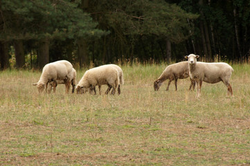Naklejka na ściany i meble Schafe grasen auf der Wiese