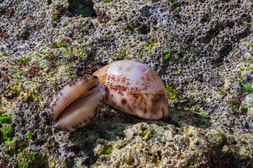 Shells in Bali 