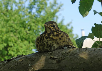 Thrush thrush on a background of green leaves