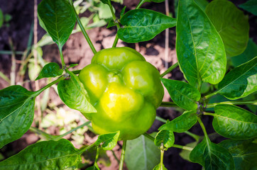 peppers in the garden