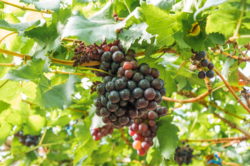 Red grapes in the vineyard
