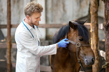 Veterinarian examining horse on farm