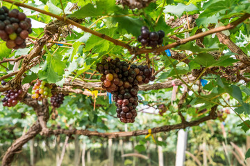 Pinot Noir grapes close-up