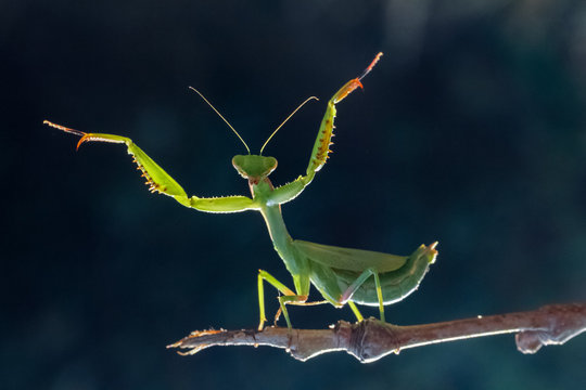 Praying Mantis