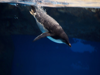 ペンギン