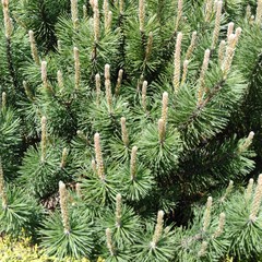 Young shoots of coniferous plants. Christmas tree at a new stage of growth.